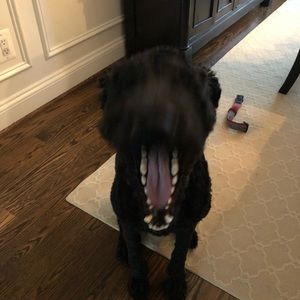 Meet your Posher, Rachel